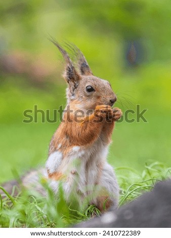 Close-up Portrait of Squirrel. Squirrel eats a nut while sitting in green grass. Eurasian Red squirrel, Sciurus vulgaris, sitting in grass and eating nut against bright green background