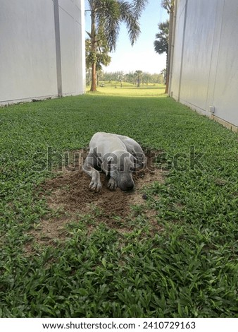 Picture of a large gray dog ​​lying on the sand with grass.