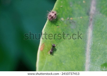 Macro view of colorful and weird caterpillar on a twig with blurry background     