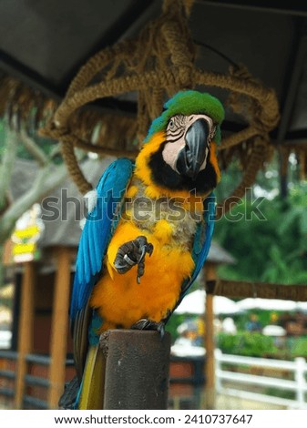 There isn't a specific bird known as the "blue macau." However, the blue-and-gold macaw is a vibrant parrot species with blue feathers and gold accents, native to South America.