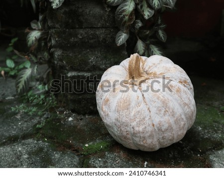 Yellow Pumpkin or Labu Kuning or Waluh (Cucurbita moschata Durch) on the ground. Halloween concept