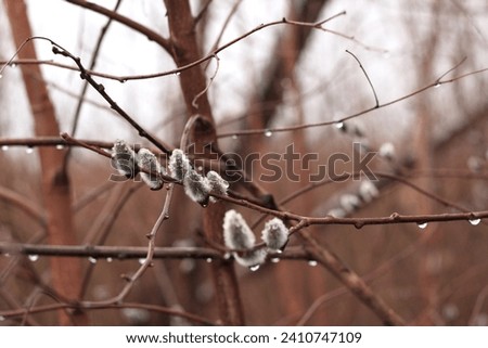 Raindrops on the fluffy willow buds in the park in spring, the beginning of the season, Easter decoration, a rainy spring day in the forest, a laconic photo of beautiful nature with space for text