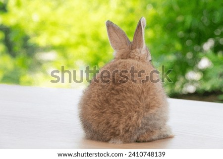 Healthy behind rabbit bunny sitting on wooden sunlight peaceful resting on green bokeh nature background. Lovely cute brown bunny furry rabbit sitting playful on table wood spring summer.Easter mammal