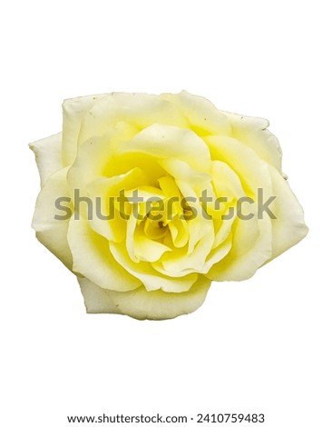 A flower, rose white is either a woody perennial flowering plant of the genus Rosa, is a wedding use ful in world 
