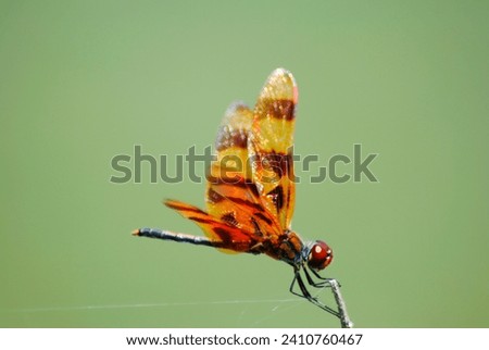 Halloween pennant dragonfly scientific name: Celithemis eponina Drury Royalty-Free Stock Photo #2410760467