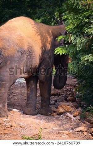 selective focus picture of an elephant eating leaves