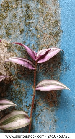 Plant on moss wall. The beauty of nature 