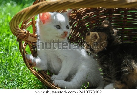A beautiful white kitten lies in an overturned basket on the green grass. blur nature background. Postcard, cover, picture, wallpaper, screensaver.