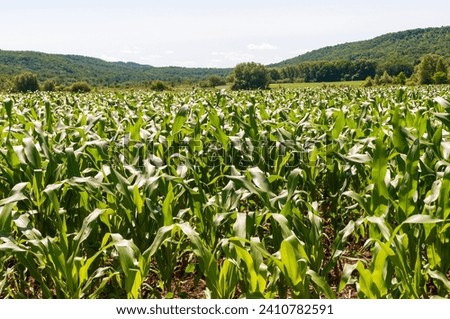 Corn Field in Sugar Grove, Pennsylvania