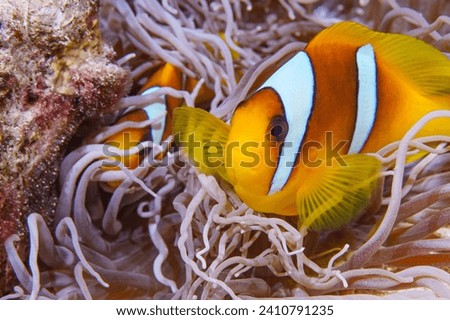 Anemonefish on a coral reef in the Red Sea.