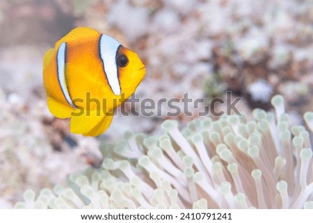 Anemonefish on a coral reef in the Red Sea.