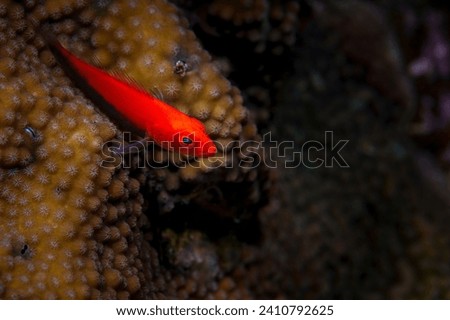 Portrait of reef fish on a coral reef in the Red Sea.