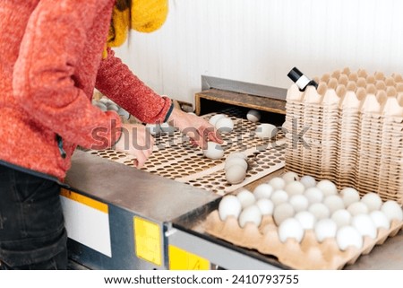 Crop anonymous person in casual clothes standing by paper cartoon and picking freshly laid raw white eggs while arranging them in crates in daylight