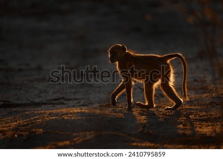 Africa backlight sunset. Chacma baboon, Papio ursinus, monkey from Moremi, Okavango delta, Botswana. Monkey feeding fruits in green vegetaton. Wildlife nature in Africa.  Wild mammal in nature habitat