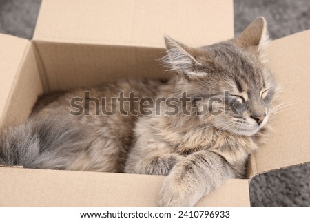 Cute fluffy cat in cardboard box on carpet, closeup Royalty-Free Stock Photo #2410796933