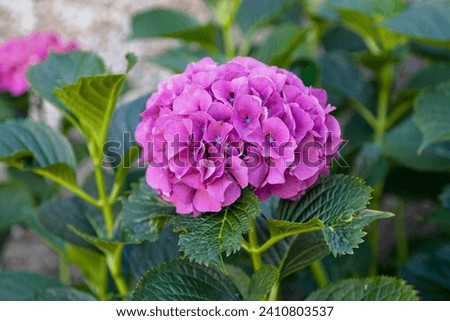 The Hydrangea or hortensia is a genus of 70–75 species of flowering plants native to southern and eastern Asia (China, Japan, Korea, the Himalayas, and Indonesia) and the Americas.