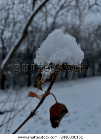 Cotton like snow on the top of the branch gives you inspiration