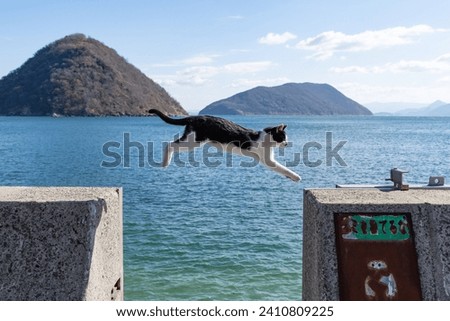 Cat jumping over the seaside embankment