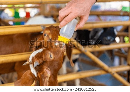 Feeding milk to a goatling in contact zoo in Thailand. High quality photo