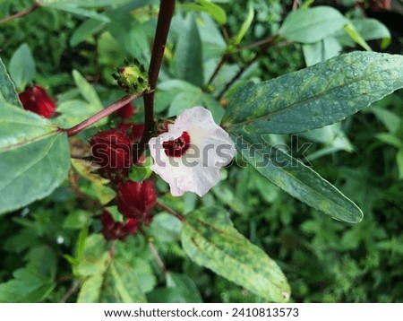 Red Roselle Flower (Jamaica sorrel, Rozelle or hibiscus sabdariffa) Royalty-Free Stock Photo #2410813573