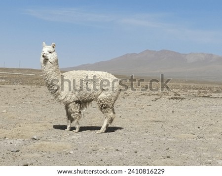 Alpaca posing for a picture in the field