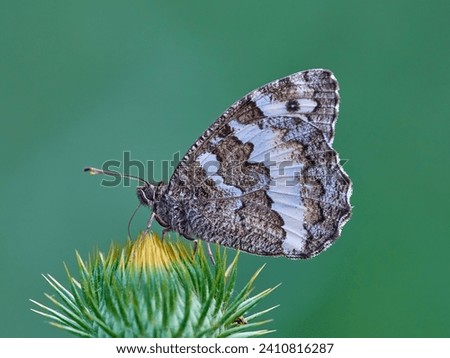 The Great Banded Grayling butterfly - Brintesia circe - sitting on thistle bud