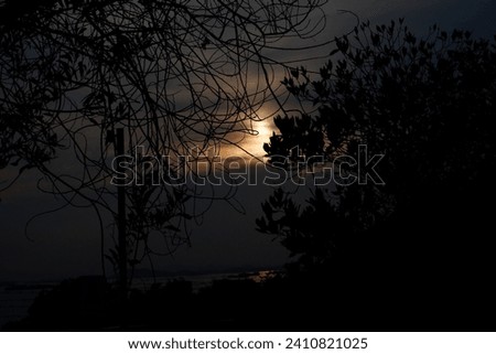 Silhouette of tree branches under sunrise rays.