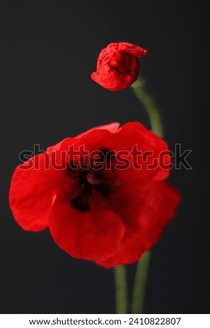 Red Poppy Flower and Poppy Bud Still Life over Black Background. Minimalist Floral Arrangement. Wildflowers Composition.