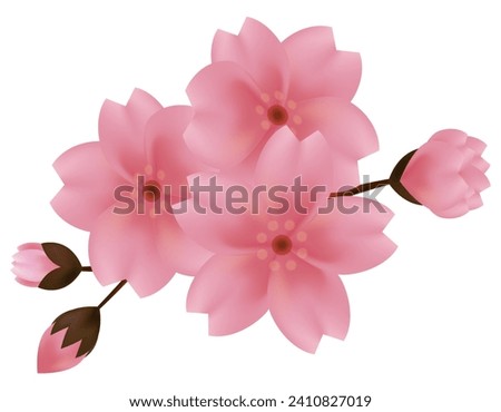 Clip art of pink cherry blossoms.　Clip art of cherry petal.