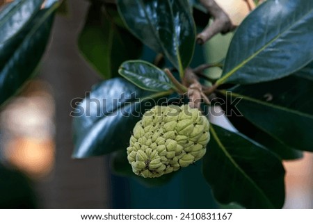 Close up of a fruit in a branch 