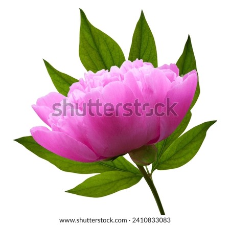 Pink blooming peony flower on stem with leaves, isolated on white background. Side view.