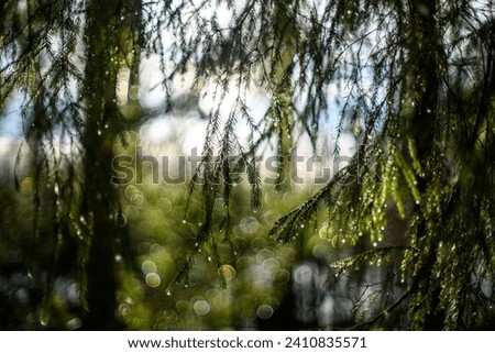 winter solstice blur background with bokeh rings green calming colors