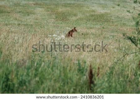 little fox hunting in the field for food