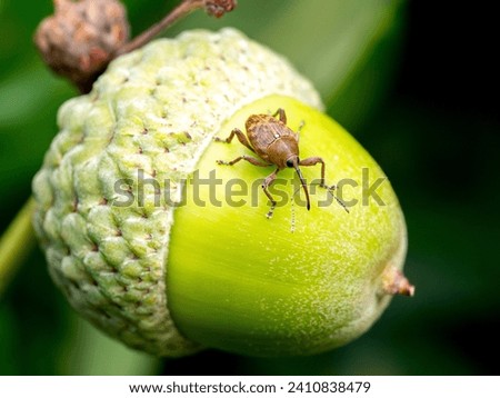 A male acorn weevil (Curculio glandium) seen on an acorn in August Royalty-Free Stock Photo #2410838479