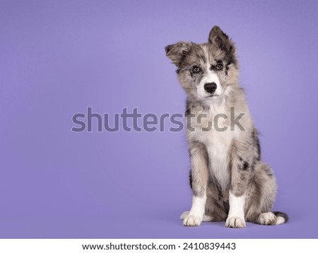 Adorable blue merle Border Collie dog puppy, sitting up facing front. Looking towards camera with brownish eyes and heart shaped black nose. Isolated on a lilac background.