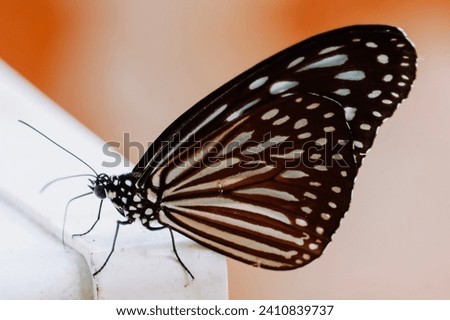 The Grey Glassy Tiger or Gray Glassy Tiger, too Wood Nymph (Ideopsis juventa) is a species of nymphalid butterfly in the Danainae subfamily. The butterfly is widespread throughout South East Asia. Royalty-Free Stock Photo #2410839737