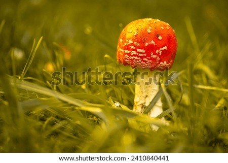 Bright red fly agaric in the grass in the forest. Beautiful natural background. Red mushroom with white dots. Poisonous mushroom. Medicinal mushroom.
