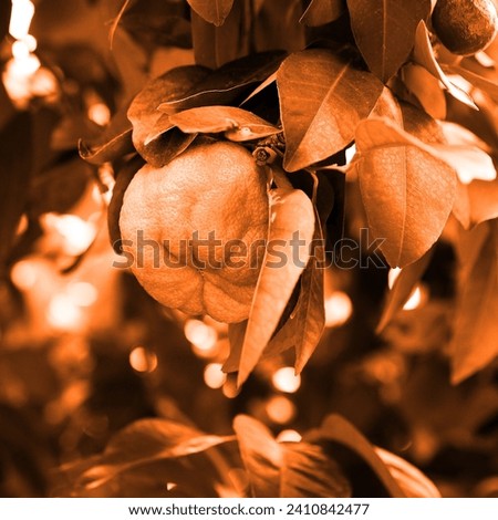 Orange in botanical park, color beautiful tree, fruit and leaves, natural background for text, orange and brown photography
