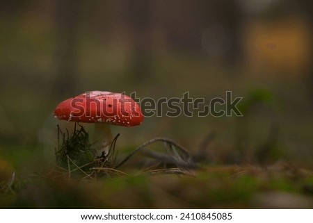 fly agaric on moss-covered forest floor