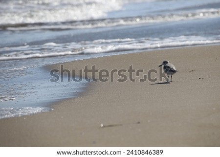 bird on the seashore walking