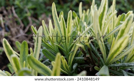 Close-up of green and creamy white variegated leaves of Lavender Lavandula 'Platinum Blonde'