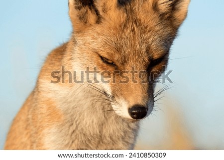 Red Fox Close Up in A National Park