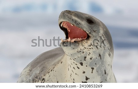 Leopard seal, also referred to as the sea leopard, is the second largest species of seal in the Antarctica. Its only natural predator is the orca. Royalty-Free Stock Photo #2410853269