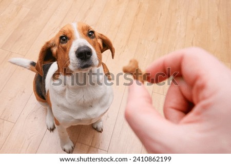 Man giving his dog treat reward after an obedience training. Lifestyle photo with copy space. Daily activities with PET friend, POV Royalty-Free Stock Photo #2410862199