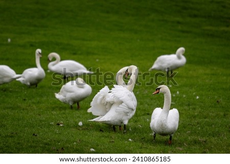 Swans, largest waterfowl species of the subfamily Anserinae, Image shows a flock of swans with two swan showing affection for each other