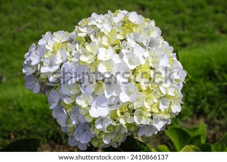White and yellow hydrangea flowers bloom in the yard of the house