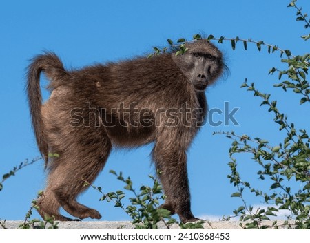 adult baboon in front of a blue sky