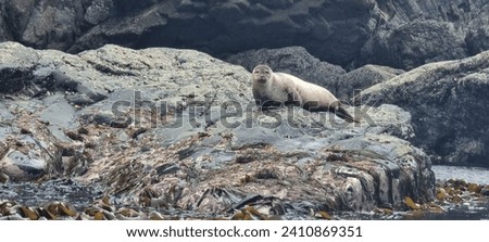 Common seal at Boreray Island, Outer Hebrides Scotland