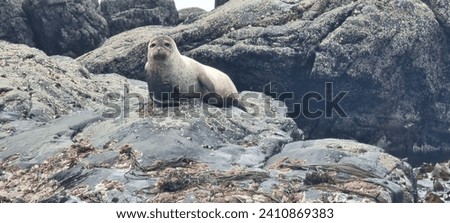 Common seal at Boreray Island, Outer Hebrides Scotland