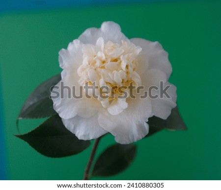 Blossom of Brushfields Yellow camellia, creamy-white, yellow camellia flower, on green background
